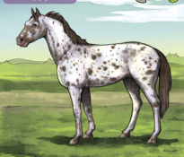 Name That Horse! (Horse #6)